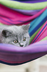 British Shorthair kitten