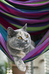 British shorthair