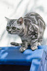 British shorthair
