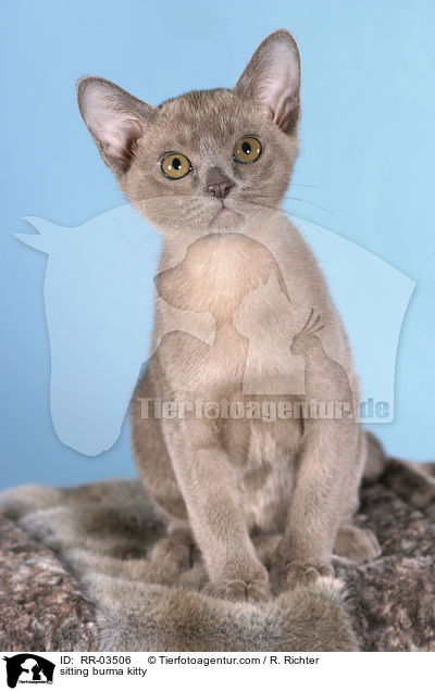 sitzendes Burma Ktzchen / sitting burma kitty / RR-03506