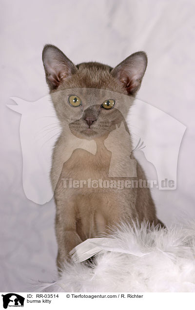 Burma Ktzchen / burma kitty / RR-03514