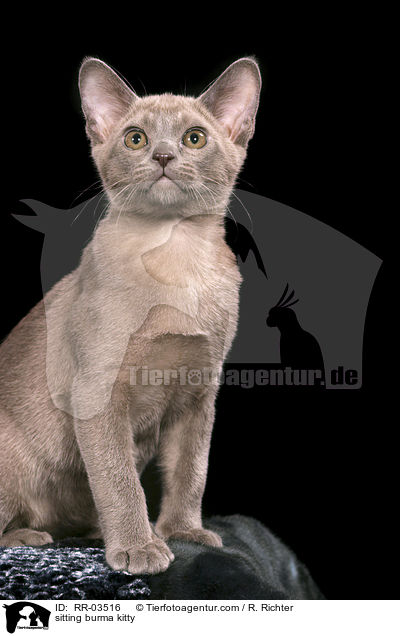 sitzendes Burma Ktzchen / sitting burma kitty / RR-03516