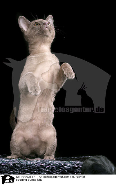 Burma Ktzchen macht Mnnchen / begging burma kitty / RR-03517