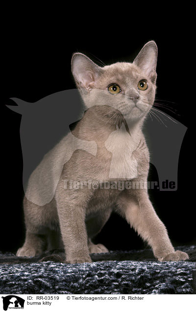Burma Ktzchen / burma kitty / RR-03519