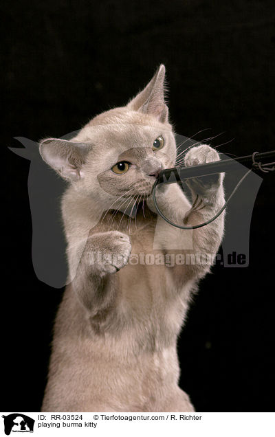 playing burma kitty / RR-03524