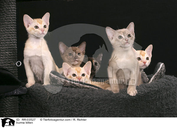 burma kitten / RR-03527