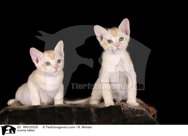 burma kitten / RR-03529