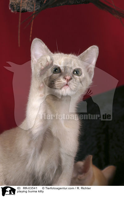 playing burma kitty / RR-03541