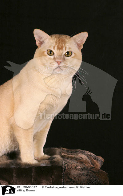sitzende / sitting Burma / RR-03577