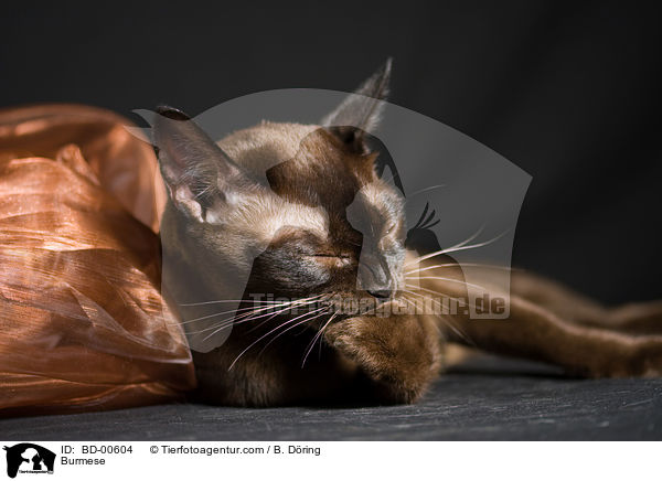 Burma / Burmese / BD-00604