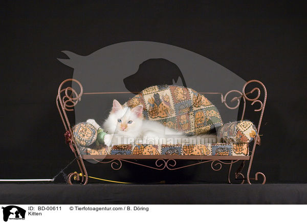 Kitten / BD-00611