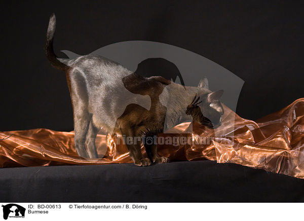 Burma / Burmese / BD-00613