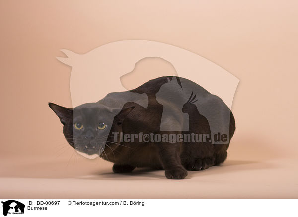 Burma / Burmese / BD-00697