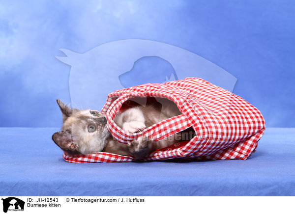 Burma Ktzchen / Burmese kitten / JH-12543