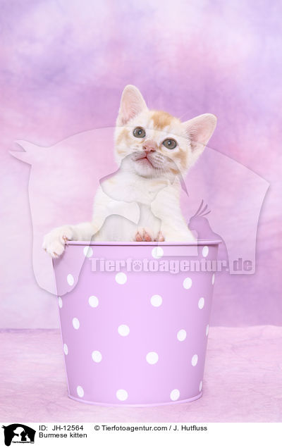 Burma Ktzchen / Burmese kitten / JH-12564