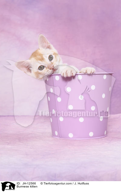 Burma Ktzchen / Burmese kitten / JH-12566