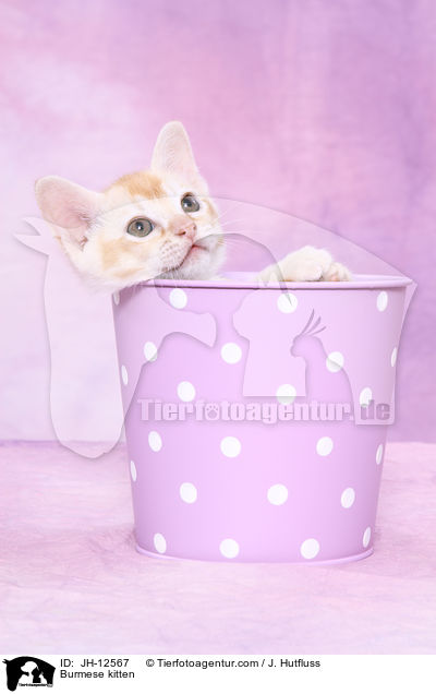 Burma Ktzchen / Burmese kitten / JH-12567