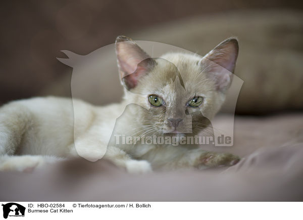 Burma Ktzchen / Burmese Cat Kitten / HBO-02584