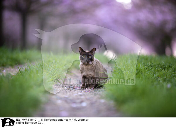 sitzende Burma / sitting Burmese Cat / MW-11619