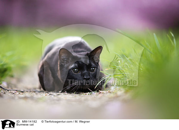 Burma / Burmese cat / MW-14182