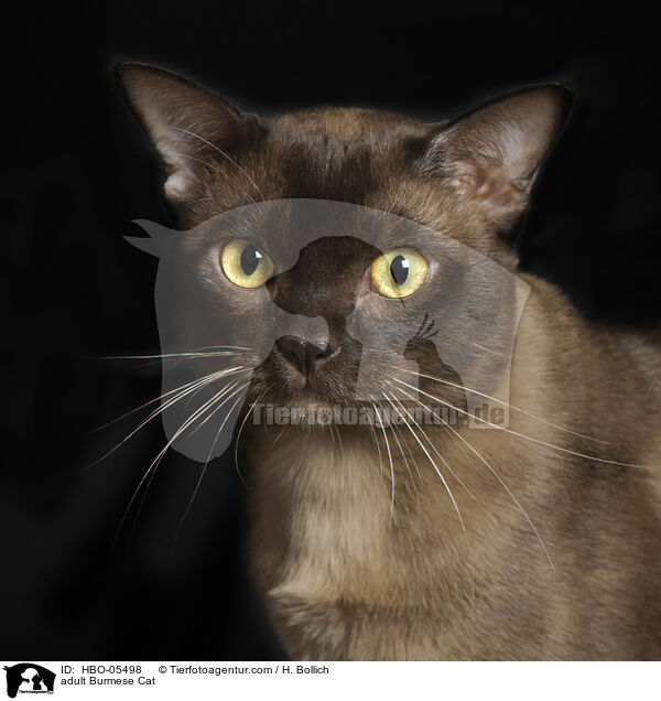 ausgewachsene Burma / adult Burmese Cat / HBO-05498
