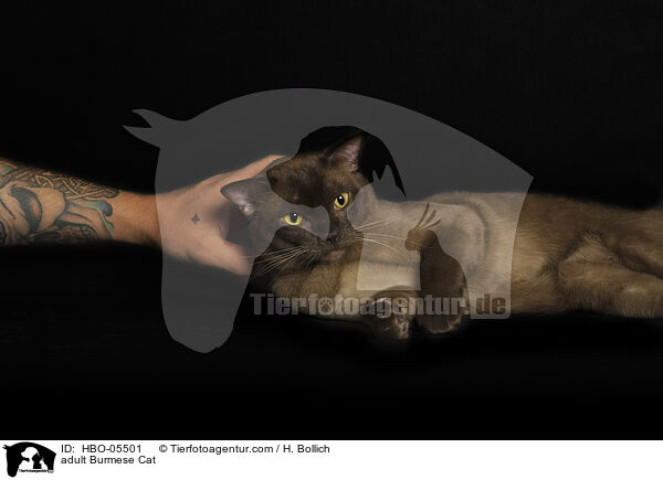 ausgewachsene Burma / adult Burmese Cat / HBO-05501