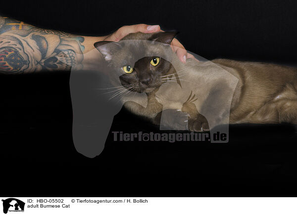 ausgewachsene Burma / adult Burmese Cat / HBO-05502