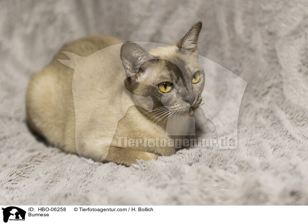Burmese / Burmese / HBO-06258