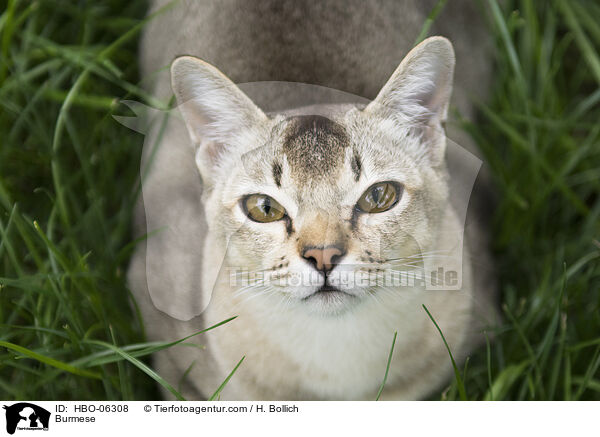 Burmese / Burmese / HBO-06308