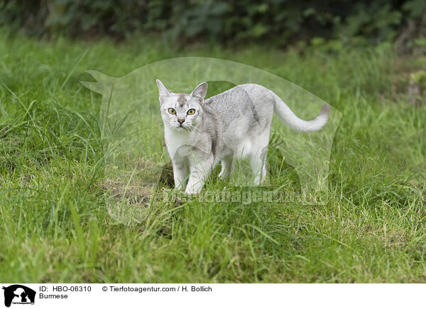 Burmese / Burmese / HBO-06310