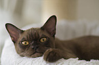 lying Burmese Cat