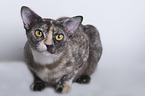 lying Burmese Cat