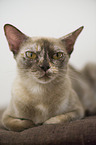 adult Burmese Cat
