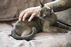 adult Burmese Cat
