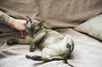 adult Burmese Cat