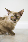 adult Burmese Cat