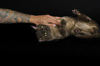 adult Burmese Cat