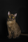 adult Burmese Cat