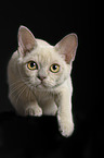 young Burmese Cat