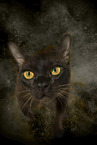 Burmese