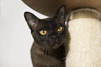 Burmese