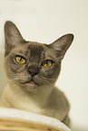 Burmese