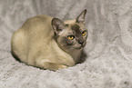 Burmese