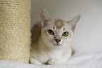 Burmese