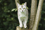 Burmese