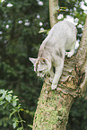 Burmese
