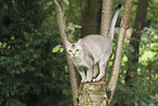 Burmese