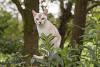 Burmese