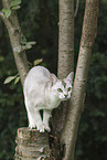 Burmese
