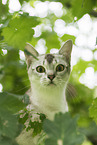 Burmese